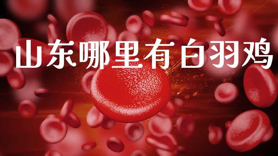 山东哪里有白羽鸡_https://www.fcdydaikuan.com_黄金期货直播_第1张